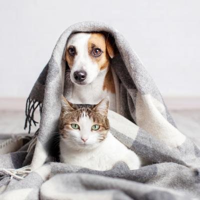 Chat Mascotas gratis