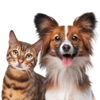 Chat Mascotas gratis